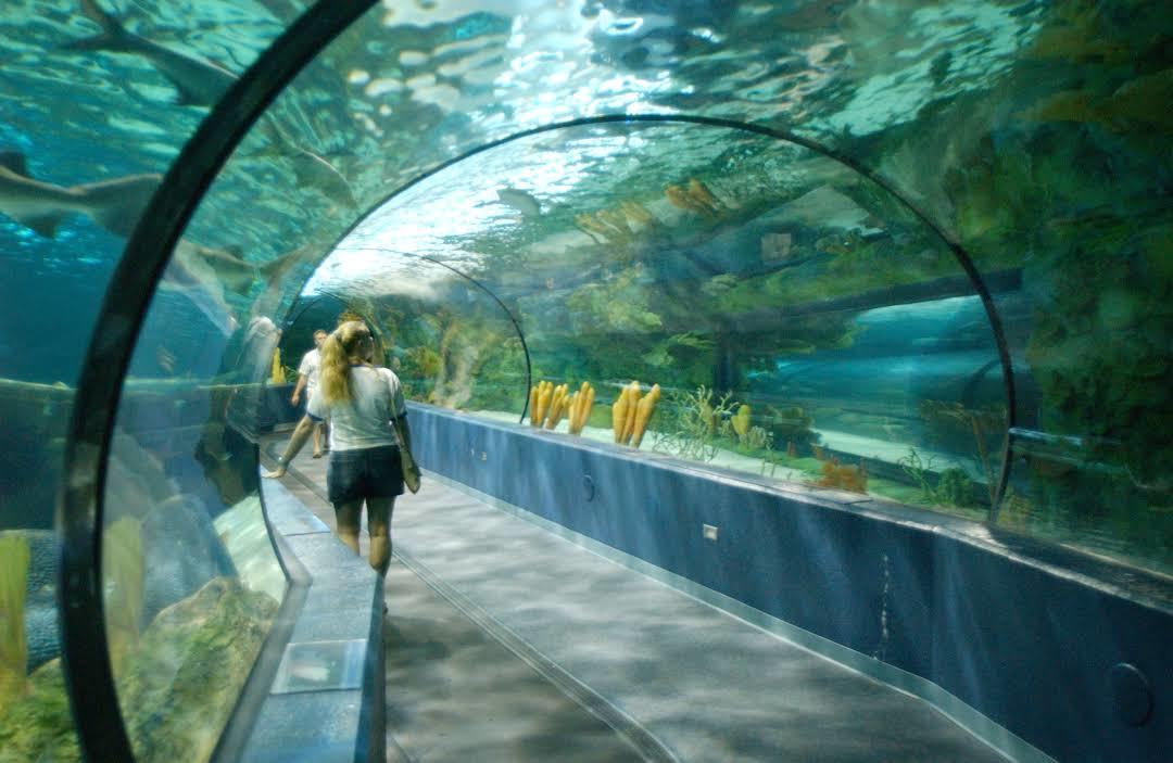 Aquarium Ripley
