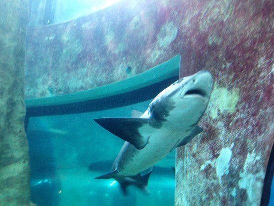 National Marine Aquarium of Namibia
