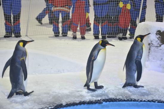 Snow Penguins at Ski Dubai