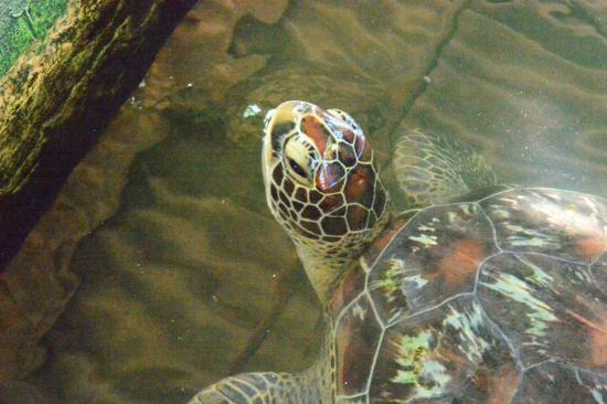 Sea Turtle Hatchery