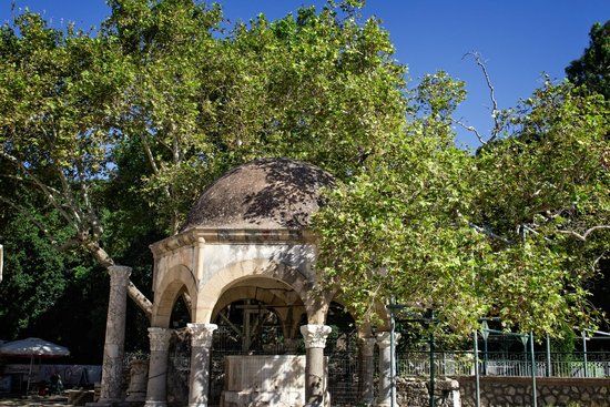 Arbre d'Hippocrate