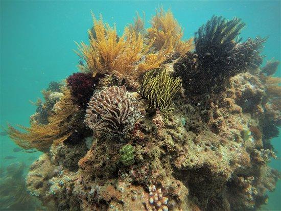 Diving Bali