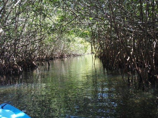 Ric Hinmans Lazy Days Kayak Tours