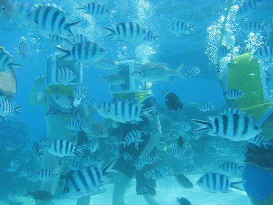 Aqua Safari Helmet Dive