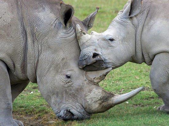 Kifaru Tours & Safari - Day Tour