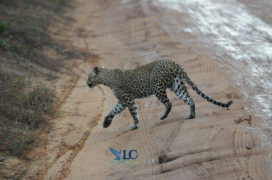 LC Day Tours