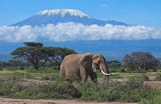 Bigzone Safaris Africa