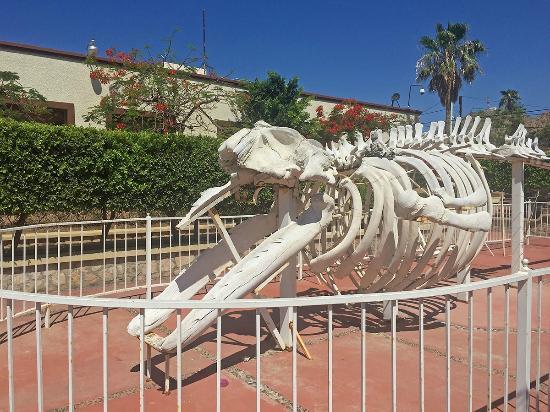 Musée d'histoire naturelle de Cabo San Lucas