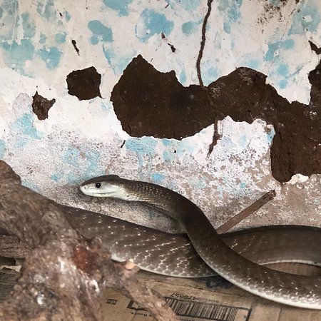 Snake Park