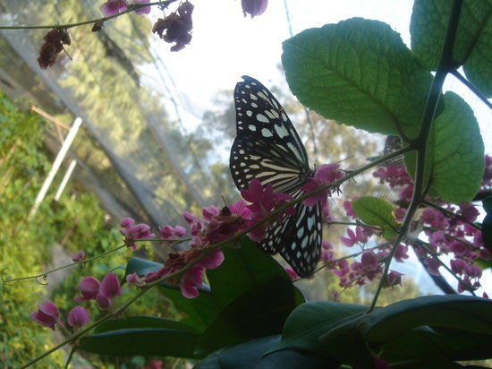 Jardin aux papillons de Samui