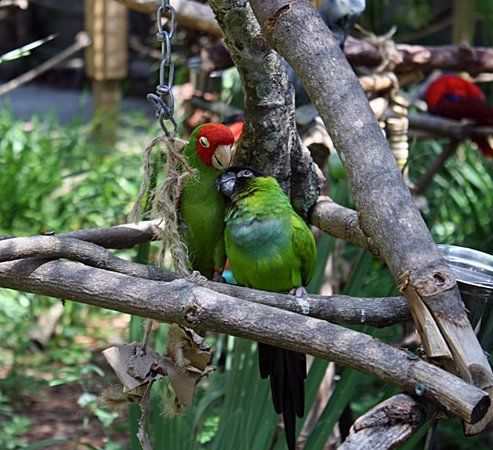 Parc botanique et zoologique Zoo World