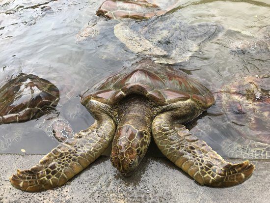 Île aux tortues