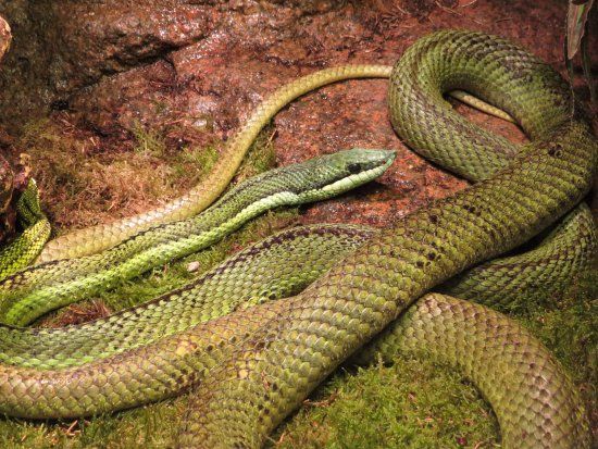 ZOO Serpentarium