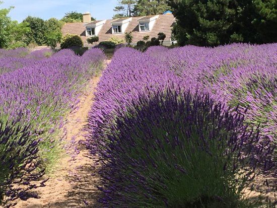 Ferme de lavande de Jersey