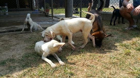 Soi Dog Foundation